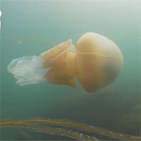 Nhà sinh vật chạm trán sứa thùng khổng lồ ở vùng biển Anh