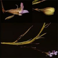 Nhà thực vật tìm thấy cây hoa tuyệt chủng 200 năm