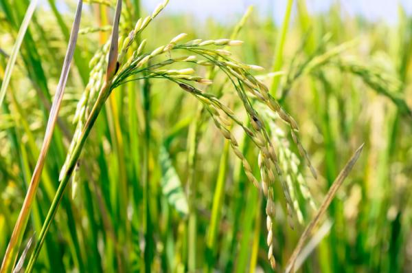 Nhân đôi sản lượng gạo ở những khu vực hạn hán