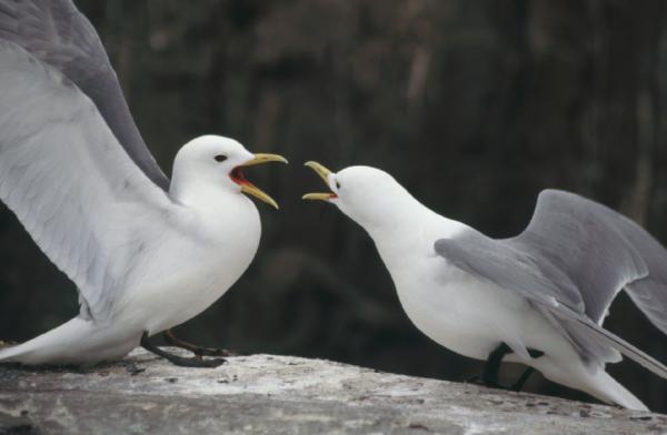 Nhận thấy khả năng tránh giao phối cận huyết ở loài chim