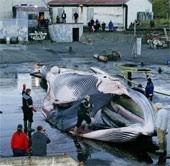 Nhật Bản: Cá voi có vây sắp tuyệt chủng