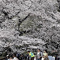 Nhật Bản: Điều gì khiến hoa anh đào đột ngột nở sớm quy mô lớn?