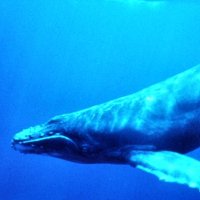 Nhật Bản giết chết hơn 200 cá voi mang thai