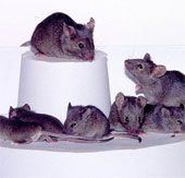 Nhật: Nhân bản 1 con chuột ra gần 600 con