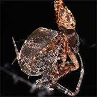 Nhảy vọt đi để tránh bị ăn sau khi giao phối, nhện đực chia tay bạn tình ở tốc độ 3km/h