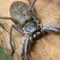 Nhện thợ săn - Loài nhện có sải chân lớn nhất thế giới