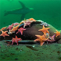 Nhiếp ảnh gia chụp được bức ảnh ấn tượng: Hàng chục sao biển xúm lại ăn thịt sư tử biển