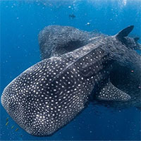 Nhiếp ảnh gia ghi lại cảnh cá mập voi lao thẳng vào khối cầu cá