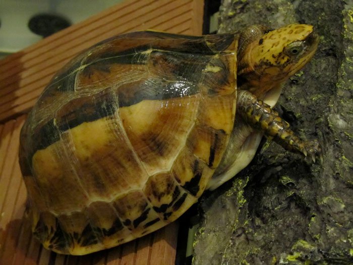 Nhiều cá thể rùa quý hiếm của Việt Nam xuất hiện tại các chợ Trung Quốc