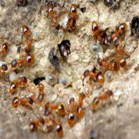 Nhóm kiến có nhiệm vụ đẻ trứng nuôi đồng loại