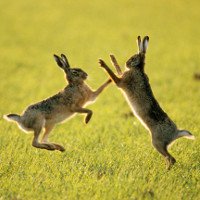Những con thỏ thực sự điên rồ vào tháng 3?