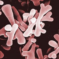Những điều bạn chưa biết về vi khuẩn Bifidus