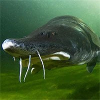 Những điều chưa biết về loài cá nước ngọt lớn nhất thế giới
