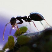 Những điều chưa biết về loài kiến