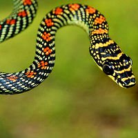 Những điều thú vị về rắn