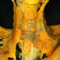 Những hình xăm lạ trên xác ướp phụ nữ Ai Cập 3.000 năm tuổi