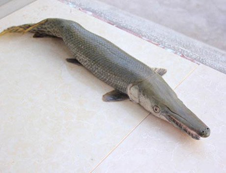 Những loài cá kỳ dị ở Việt Nam