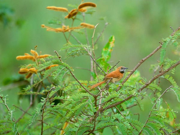 Những loài có nguy cơ tuyệt chủng năm 2012