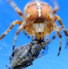 Những lối sống kỳ lạ của loài nhện