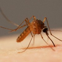 Những phát hiện thú vị về muỗi