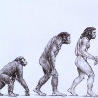 Những quan niệm sai lầm về tiến hóa