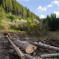 Những quốc gia phá rừng và trồng rừng nhiều nhất trên thế giới
