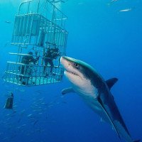 Những sát thủ cá mập nguy hiểm nhất dưới lòng đại dương