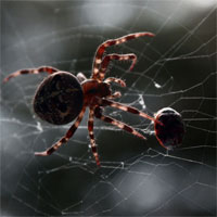 Những sự thật khó tin về loài nhện