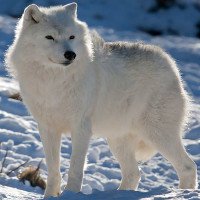 Những sự thật thú vị về động vật sống tại vùng Bắc cực