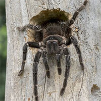 Những sự thật thú vị về loài nhện Tarantula
