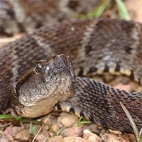 Nọc cực độc của rắn hổ có thể cứu sống con người