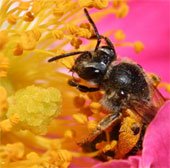 Nọc độc nhện có thể trở thành cứu tinh của loài ong