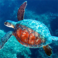 Nơi nào có nhiều rùa biển nhất ở Việt Nam?