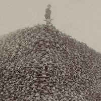 Núi xương sọ phơi bày cuộc đại thảm sát bò rừng bizon