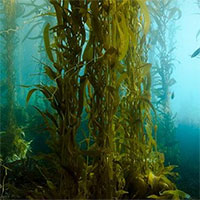 Nước biển ấm lên làm thoái hóa các rừng tảo bẹ