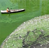 Nước duyên hải Trung Quốc ô nhiễm nghiêm trọng