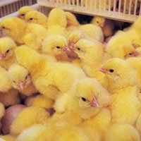 Nước Mỹ treo giải thưởng gấp 5 lần Nobel cho ai nghĩ ra cách cứu sống 7 tỷ con gà trống mỗi năm
