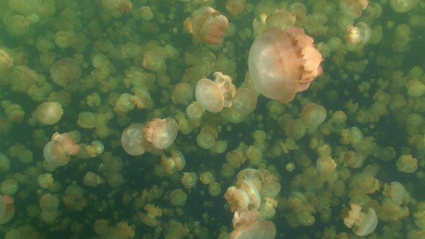 Nước trong đại dương được trộn đều nhờ sứa