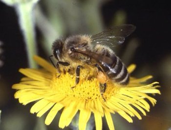 Ong 'tặng' loài người hàng trăm tỷ USD