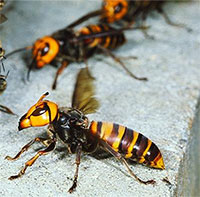 Ong bắp cày vô đối cỡ nào khi chỉ cần 30 con cũng đủ để 