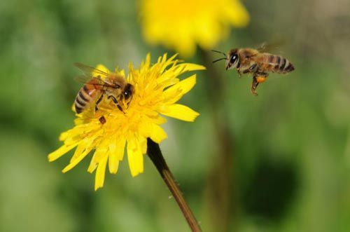 Ong cũng giống chúng ta khi đưa ra quyết định