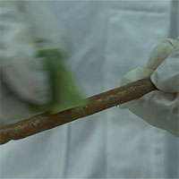 Ống hút làm từ vỏ xoài có thể phân hủy sinh học