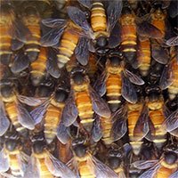 Ong khoái: Loài ong nguy hiểm nhất rừng rậm Đông Nam Á