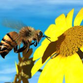 Ong mật biết thưởng lãm tranh