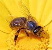 Ong mật có nguồn gốc từ châu Á