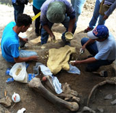 Peru phát hiện hóa thạch một loài bồ nông khổng lồ