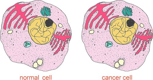 Phân biệt tế bào thường và tế bào ung thư