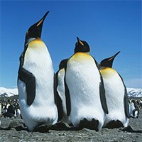Phát hiện 11 thuộc địa ẩn giấu của chim cánh cụt