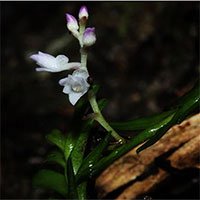 Phát hiện 2 loài hoa lan mới tuyệt đẹp ở Lào Cai và Khánh Hòa