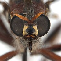 Phát hiện 5 loài ruồi sát thủ mới, đặt tên theo vũ trụ điện ảnh Marvel